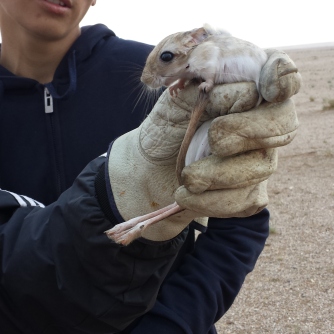 We humanely trapped, measured and tagged several different native small mammals prior to their release including this hairy footed jerboa (Dipus sagitta).